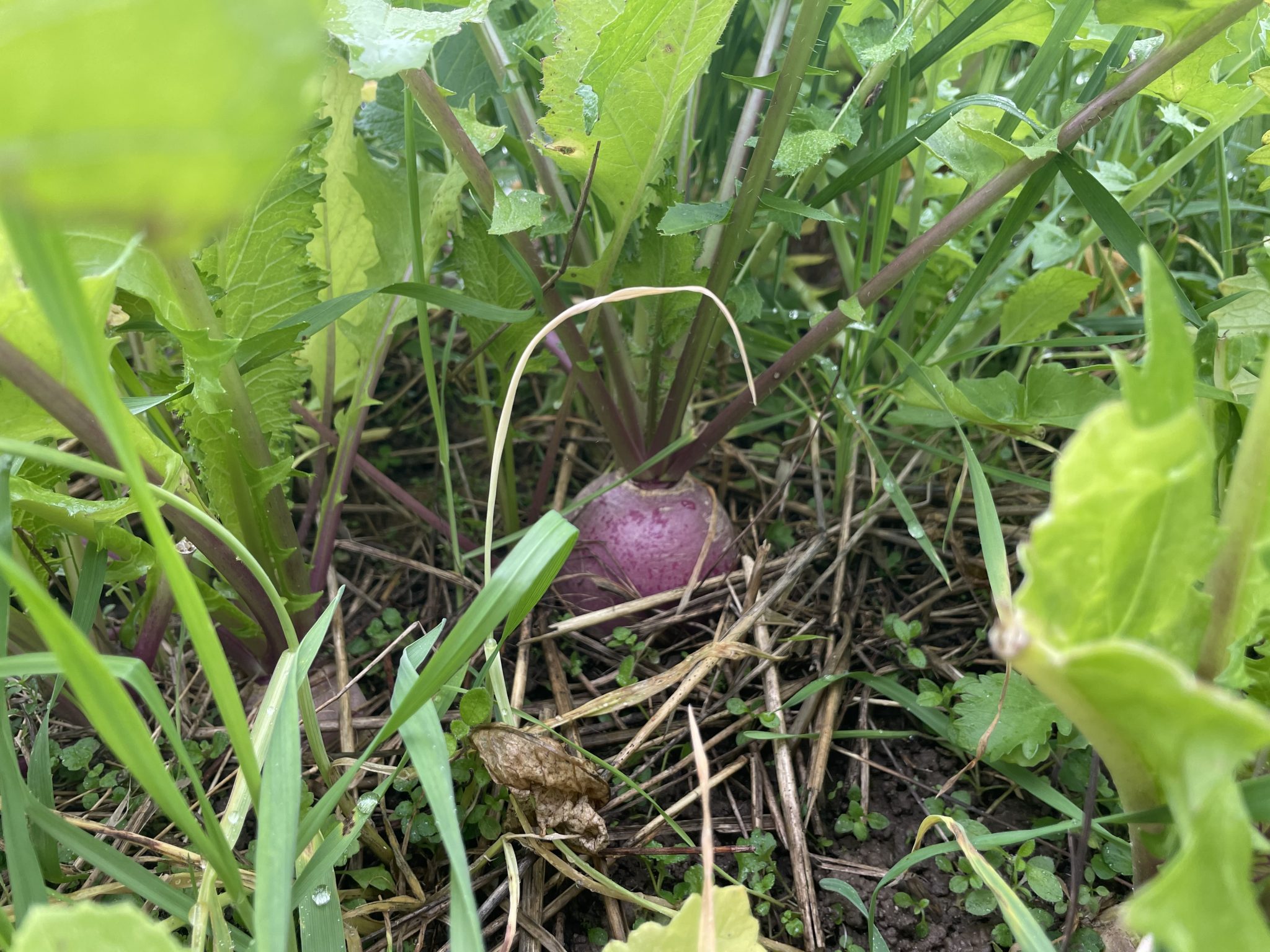 Full Season Brassicas Food Plot Concepts