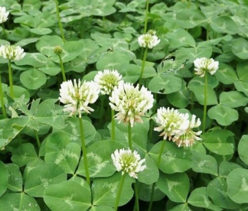 Supreme Clover - Image 3