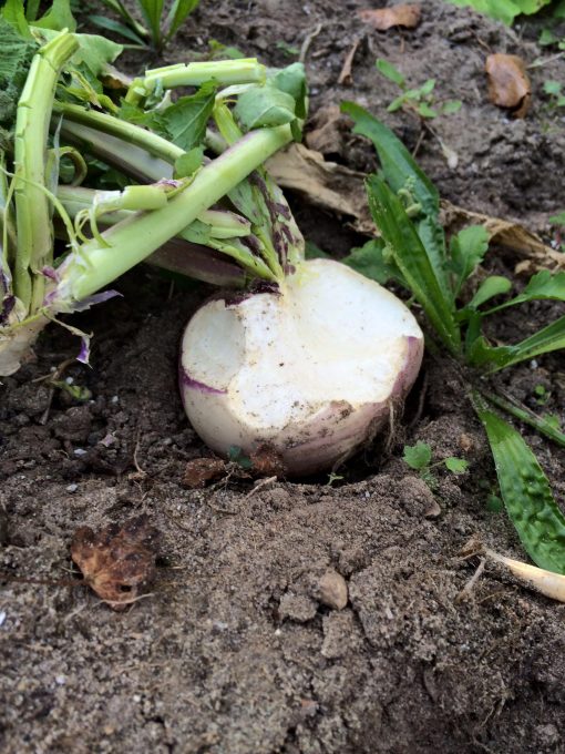 Straight Turnips - Image 3