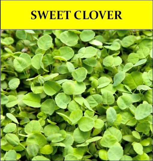 Yellow Sweet Clover