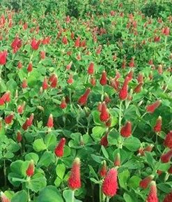 CRIMSON CLOVER