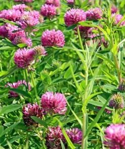 MEDIUM RED CLOVER