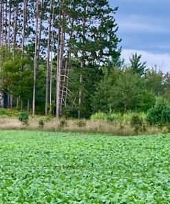 Alternative view of WHITETAIL FRENZY - Full Season Brassica Mix - 3 pounds