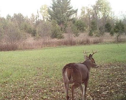 EXTRA EXTRA - Increased Forage Attraction with Radish and Clovers - 5 pounds - Image 5