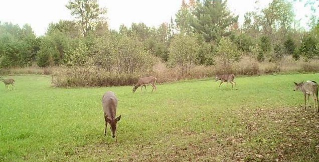EXTRA EXTRA - Increased Forage Attraction with Radish and Clovers - 5 pounds - Image 6