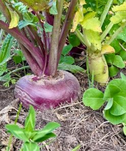 WHITETAIL FRENZY - Brassicas