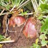 RUTABAGA