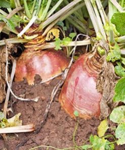 RUTABAGA