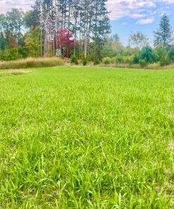 Alternative view of EXTRA EXTRA - Increased Forage Attraction with Radish and Clovers - 5 pounds