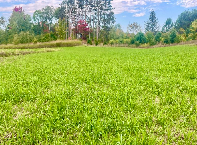 EXTRA EXTRA - Increased Forage Attraction with Radish and Clovers - 5 pounds - Image 2