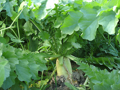EXTRA EXTRA - Increased Forage Attraction with Radish and Clovers - 5 pounds - Image 3