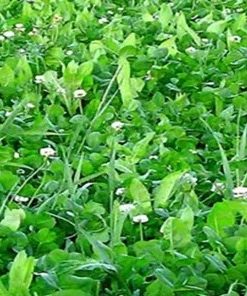 NO MERCY - Chicory and Clover