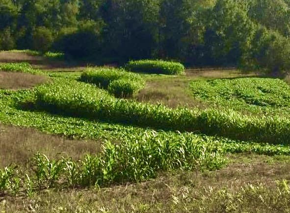 EGYPTIAN WHEAT - Image 2