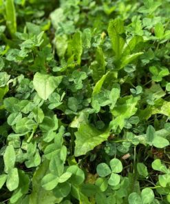 Alternative view of MID-DAY BROWSE - Chicory and Clover for bedding areas