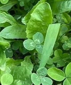 MID-DAY BROWSE - Chicory and Clover for bedding areas