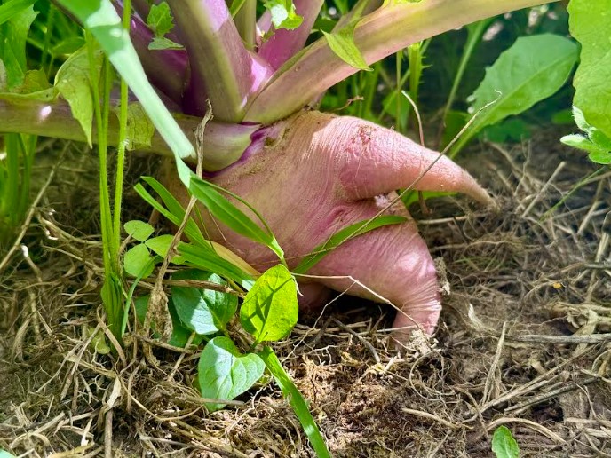 TRIPLE BANGER - Turnips and Rutabaga - Image 2