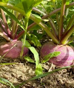 TRIPLE BANGER - Turnips and Rutabaga