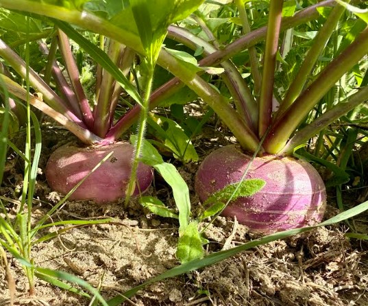 TRIPLE BANGER - Turnips and Rutabaga
