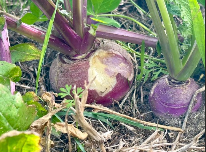 TRIPLE BANGER - Turnips and Rutabaga - Image 5
