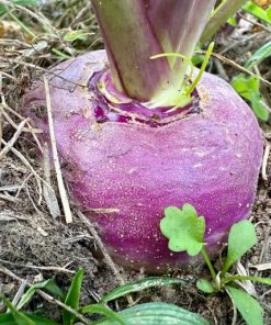 PURPLE TOP TURNIPS