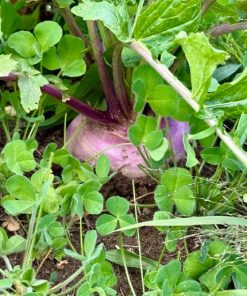Alternative view of TARGET PLOT - Clover and Brassicas