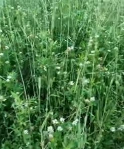 Alternative view of GAME PLAN - Strong Annual Clover Mix - 4.5 pounds