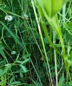 GAME PLAN - Strong Annual Clover Mix - 4.5 pounds